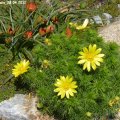 Adonis_vernalis_28.04.2012