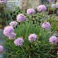 Allium_senescens_v._Glaucum22.08.2011