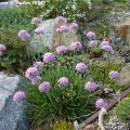 Allium_senescens_v._Glaucum_22.08.2011