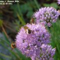 Allium_senescens_v._Glaucum_BlÃ¼te_mit_besuchern_22.08.2011