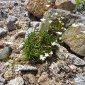 Androsace_lactea_26.05.2012