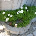 Anemone_sylvestris_28.04.2012
