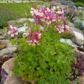 Aquilegia_caerulea_Red_Hobbit_02.06.2012_117