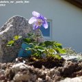 Aquillegia_flabellata_var._pumila_Ministar_28.04.2012