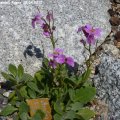 Arabis_x_arendsii_Rosea_28.04.2012