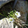 Arenaria_montana_26.05.2012