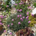 Armeria_rubra_26.05.2012