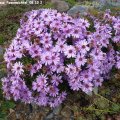 Aster_dumosus_Rosenwichtel_08.10.2011