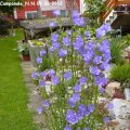 Campanula_N.N.09.06.2012
