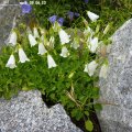 Campanula