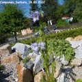 Campanula_barbata_16.06.2012