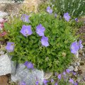 Campanula_carpatica_var._turbinata_10.06.2012_202