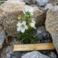 Campanula_persicifolia_f_nitida_alba_02.06.2012