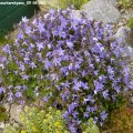 Campanula_poscharskyana_09.06.2012_197