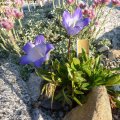 Campanula_tridentata_24.05.2012