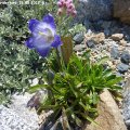 Campanula_tridentata_26.05.2012_072