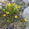 Coronilla_minima_18.05.2012_