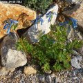 Corydalis_Flexuosa_24.05.2012