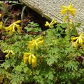 Corydalis_lutea_09.06.2012