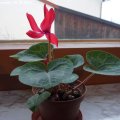Cyclamen_persicum_25.12.2011