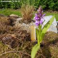 Dactylorhiza_Praetermissa_13.05.2012