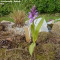 Dactylorhiza_praetermissa__Knabenkraut_18.05.2012