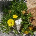 Delosperma_Gold_Nugget_26.05.2012