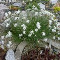 Dianthus_arenarius_02.06.2012
