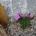 Dianthus_brevicaulis_ssp._brevicaulis_18.05.2012