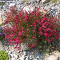Dianthus_deltoides_Leuchtfunk_02.06.2012