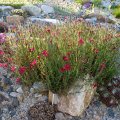Dianthus_deltoides_Leuchtfunk_24.05.2012