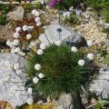 Dianthus_deltoides_albus_26.05.2012