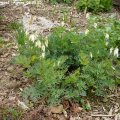 Dicentra_formosa__Aurora_06.05.2012
