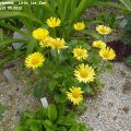Doronicum_orientale__Little_Leo_Zwerg-GÃ¤mswurz18.05.2012