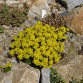 Draba_paysonii__25.03.2012_