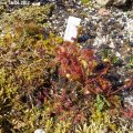Drosera_anglica_16.06.2012