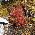 Drosera_rotundifolia_16.06.2012