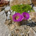 Echinocereus_reichenbachii_var._Perbellus_MG250.7_10.06.2012