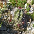 Echinocereus_triglochidatus_RP_144_Laguna_Neu_Mexico_16.06.2012