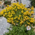 Genista_pilosa_minor_26.05.2012