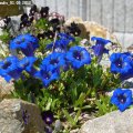 Gentiana_acaulis_01.05.2012_
