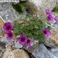 Geranium_Purple_Pillow_03.06.2012