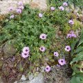 Geranium_cinerum_Ballerina_10.06.2012