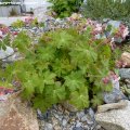 Geranium_macrorrhizum_Spessart_18.05.2012
