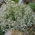 Gypsophila_repens_weiÃ_03.06.2012
