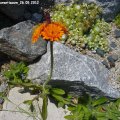 Hieracium_aurantiacum_26.05.2012