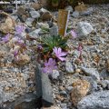 Lewisia_columbiana_18.05.2012