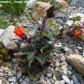 Lychnis_x_arkwrightii__Orange_Zwerg_09.06.2012