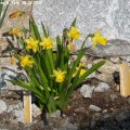 Narzisse_Tete_a_Tete_25.03.2012