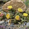 Opuntia_yutila_mini_09.06.2012_